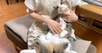 甘える猫さん