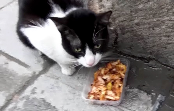 ケバブを食べる猫
