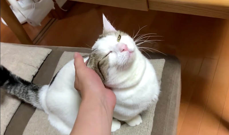 撫でられる猫