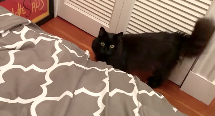 ベッドに案内する猫