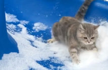 雪の滑り台を滑る猫
