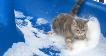 雪の滑り台を滑る猫