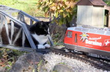 おもちゃの列車と猫
