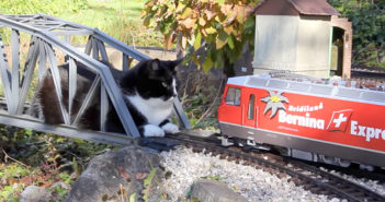 おもちゃの列車と猫