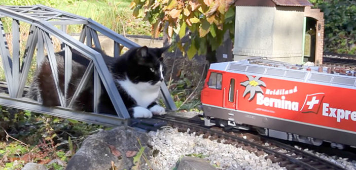 おもちゃの列車と猫