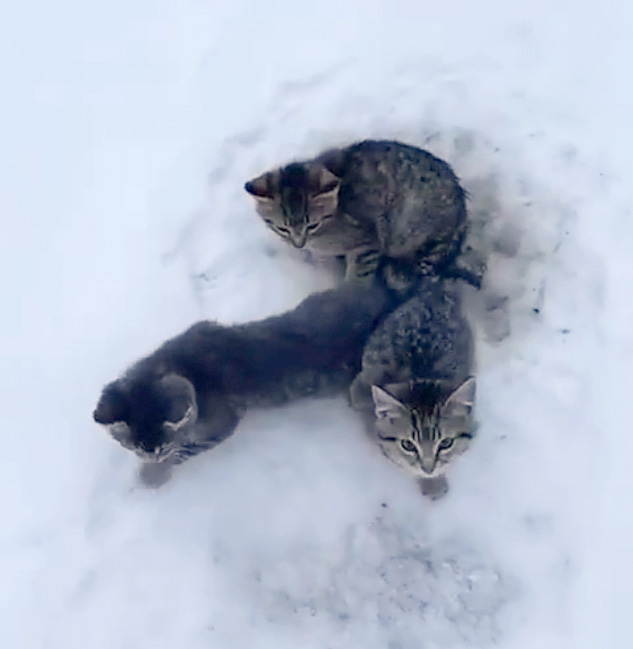 雪の中の子猫達