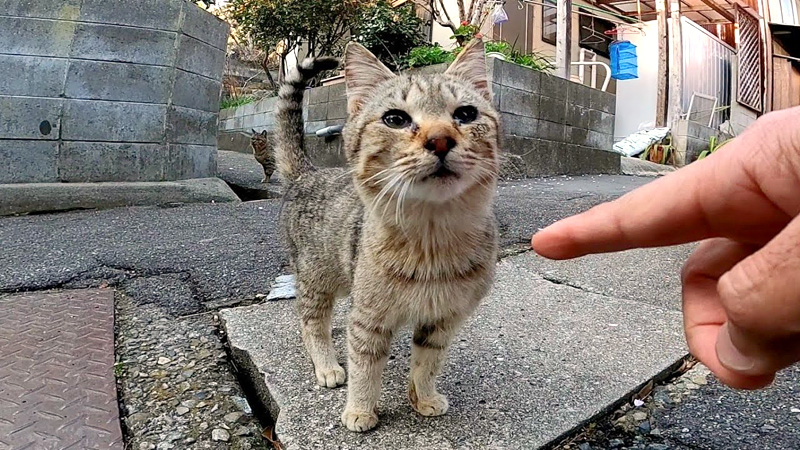 近づいてくる猫