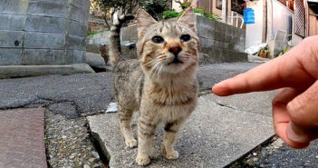 見つめる猫