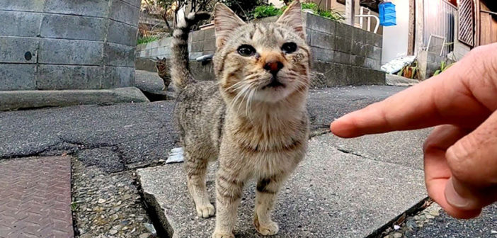 見つめる猫