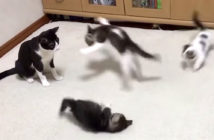 母猫と遊ぶ子猫達