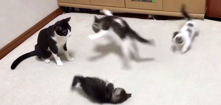 母猫と遊ぶ子猫達