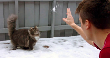 雪遊びする猫