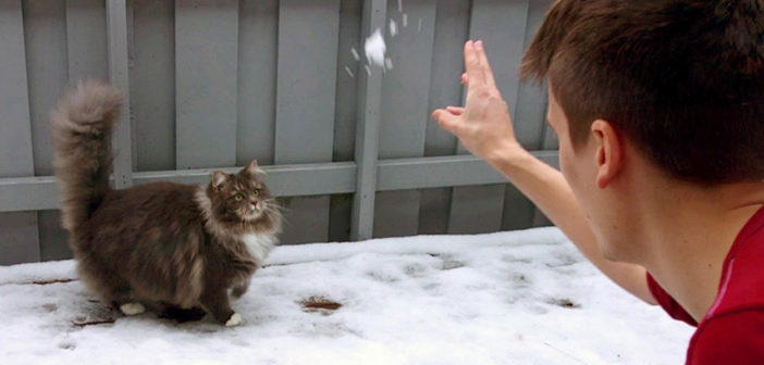 雪遊びする猫