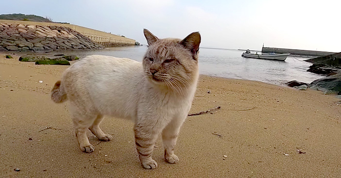 海辺で出会った猫