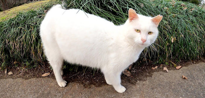 ツンデレな白猫