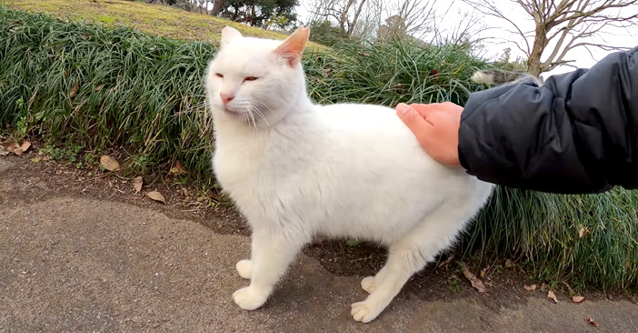 ツンデレな白猫