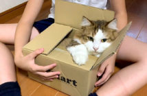 箱好きの猫さん