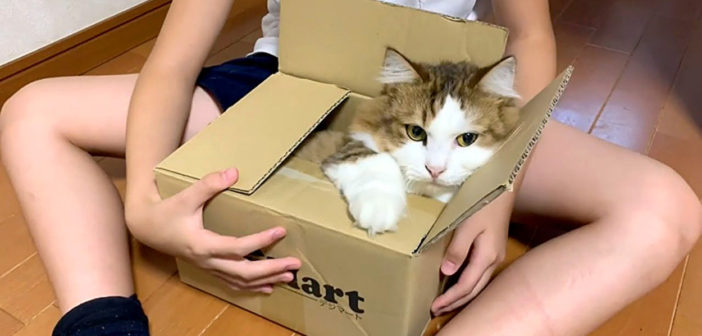 箱好きの猫さん