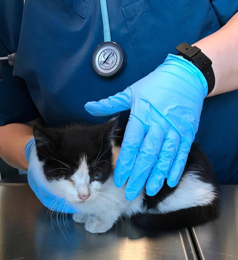 保護された子猫