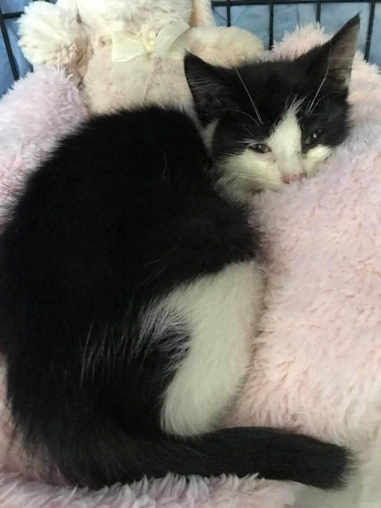横になる子猫