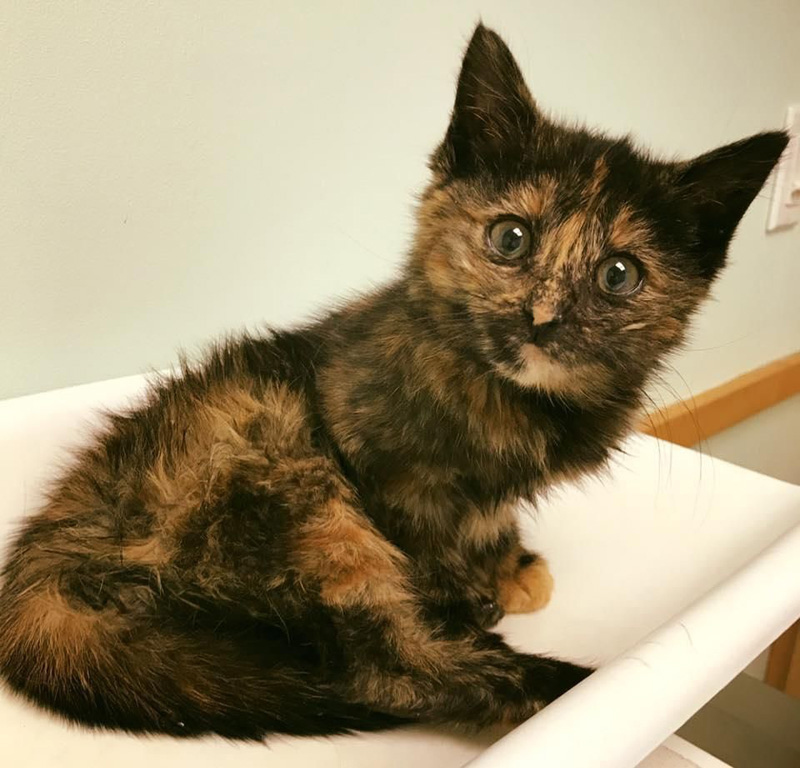 見つめる子猫
