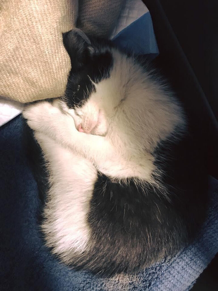 眠る子猫