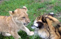 ライオンとトラの赤ちゃん