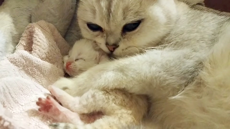 子猫を抱きしめる母猫