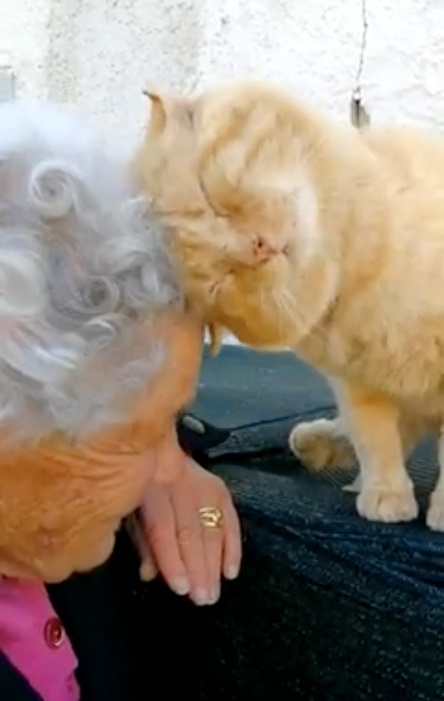 再会した猫とおばあちゃん