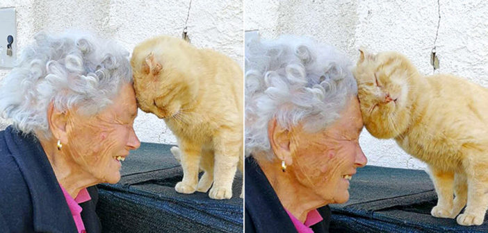 おばあちゃんと猫