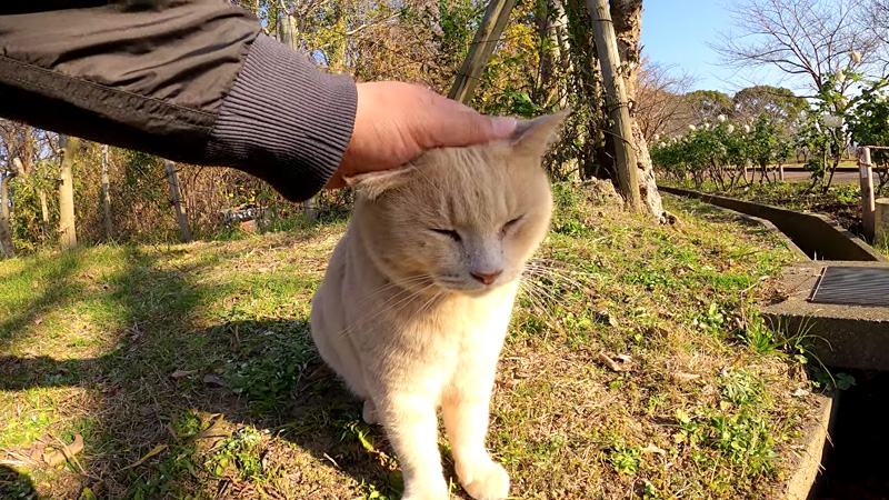 撫でられる猫