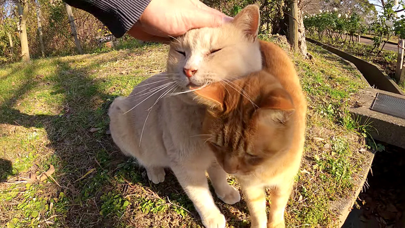 スリスリし合う猫