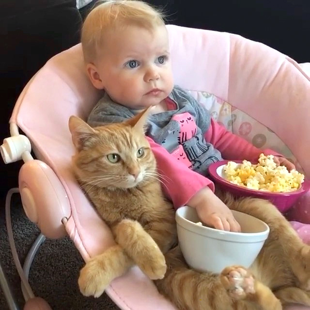テレビに夢中の赤ちゃんと猫