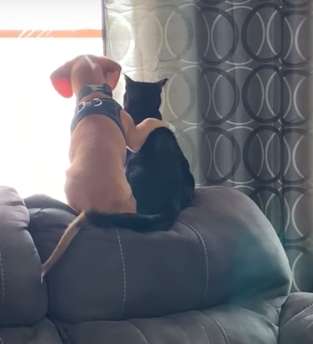 仲良しな猫と犬