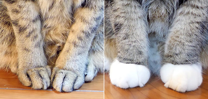 猫の前足