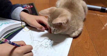 お絵描きを見つめる子猫