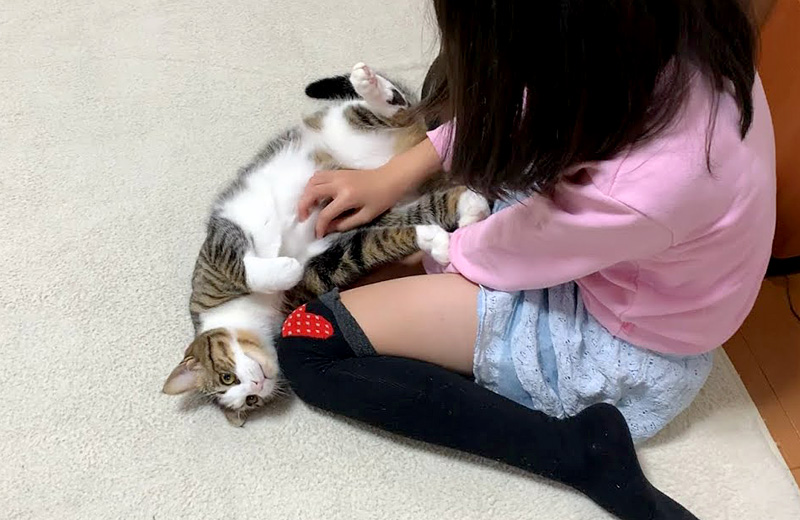 猫と女の子