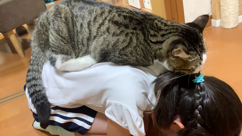 猫と女の子