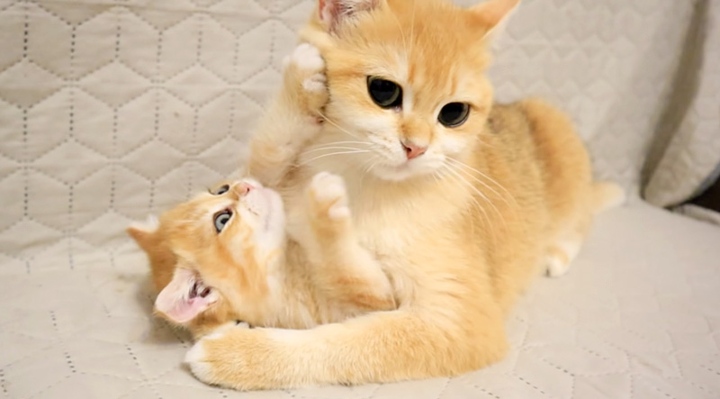母猫と子猫の攻防戦