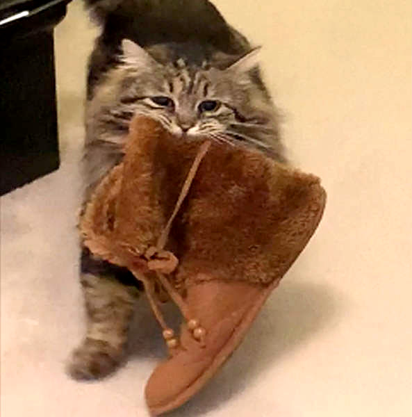 靴を持ってくる猫