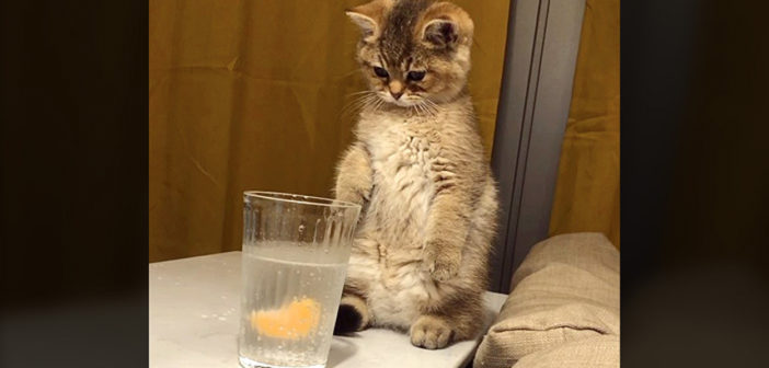 炭酸水が気になる子猫