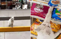 店の前の白猫