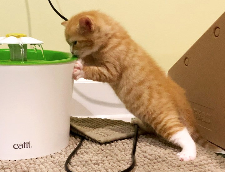 水飲み子猫