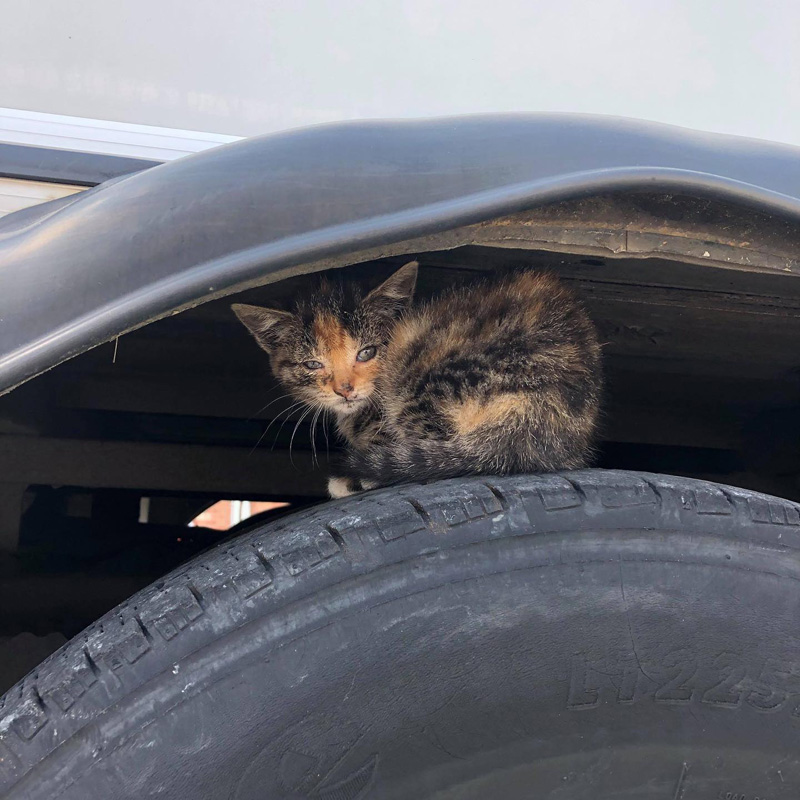 タイヤに隠れる子猫