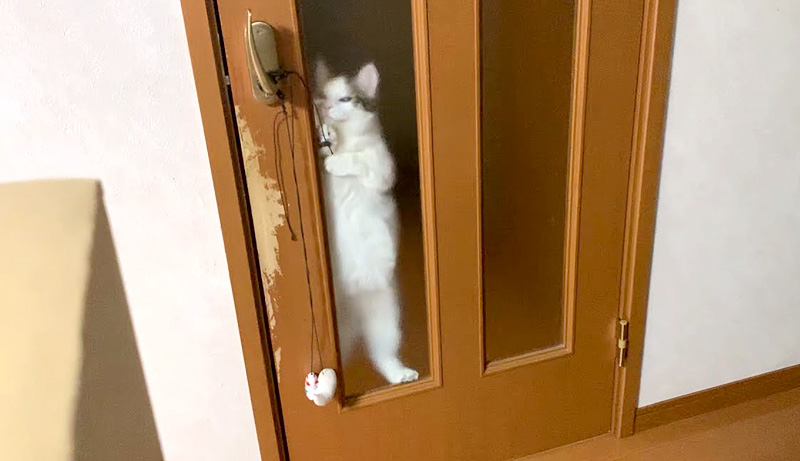 ドア開けに挑む猫