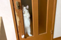 ドア開けに挑戦する猫