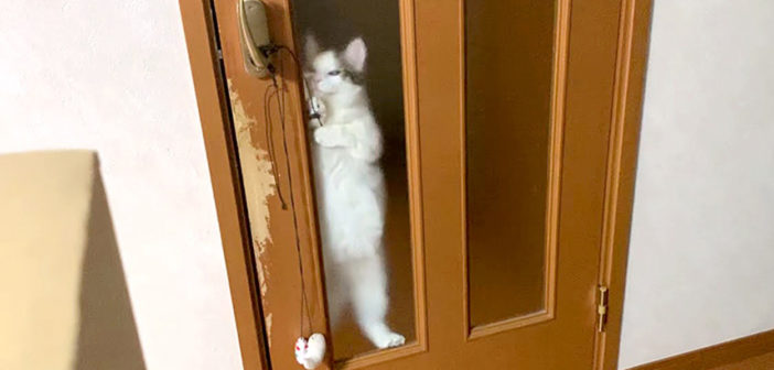 ドア開けに挑戦する猫