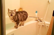 お風呂を見張る猫
