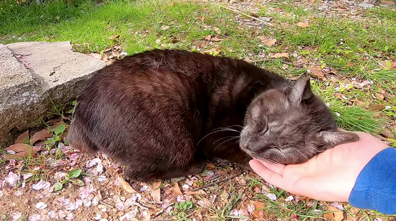 幸せそうな猫