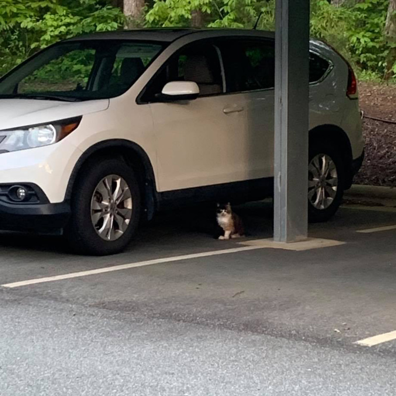 車の下の猫